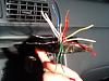 Odd color coding 1998 xle camry-wires.jpg
